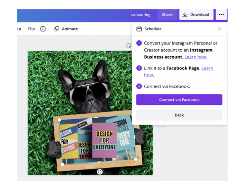 dog on grass with sunglasses on